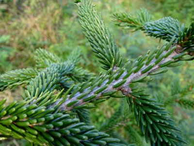 Epicea d'Orient vert-noir, Picea orientalis Atrovirens, Pi… 