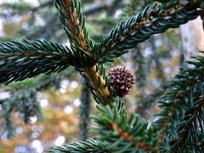 Epicea d'Orient vert-noir, Picea orientalis Atrovirens, Pi… 