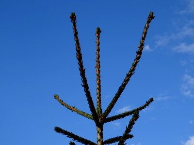Epicea d'Orient vert-noir, Picea orientalis Atrovirens, Pi… 