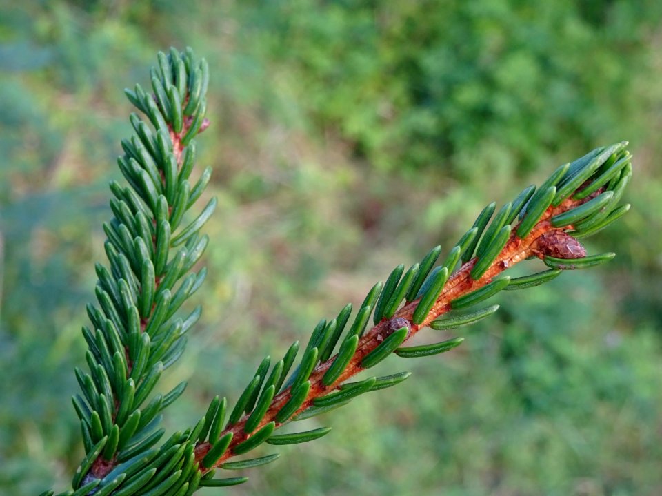 Epicea d'Orient vert-noir, Picea orientalis Atrovirens, Pi… 