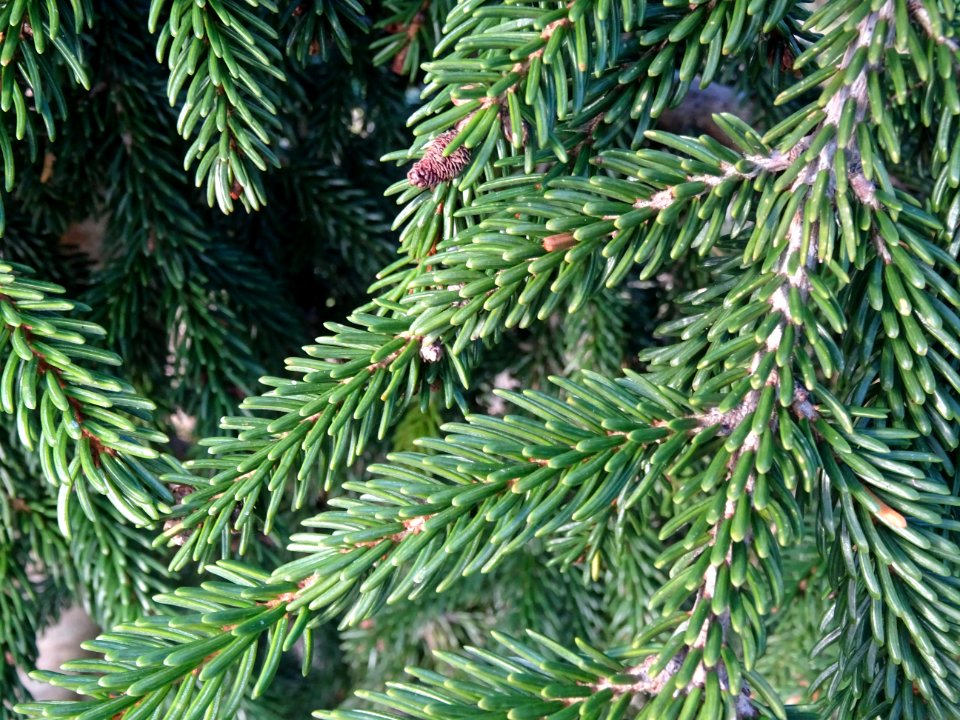 Epicea d'Orient vert-noir, Picea orientalis Atrovirens, Pi… 