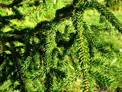 Epicea d'Orient vert-noir, Picea orientalis Atrovirens, Pi… 