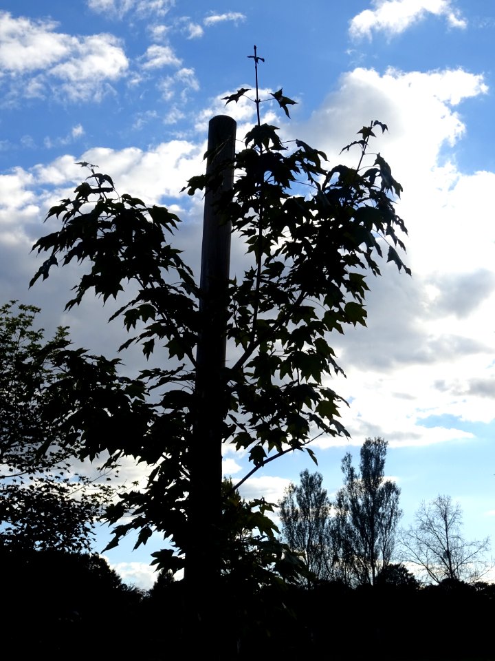 Erable de Cappadoce doré, Acer cappadocicum Aureum, Acérac… 