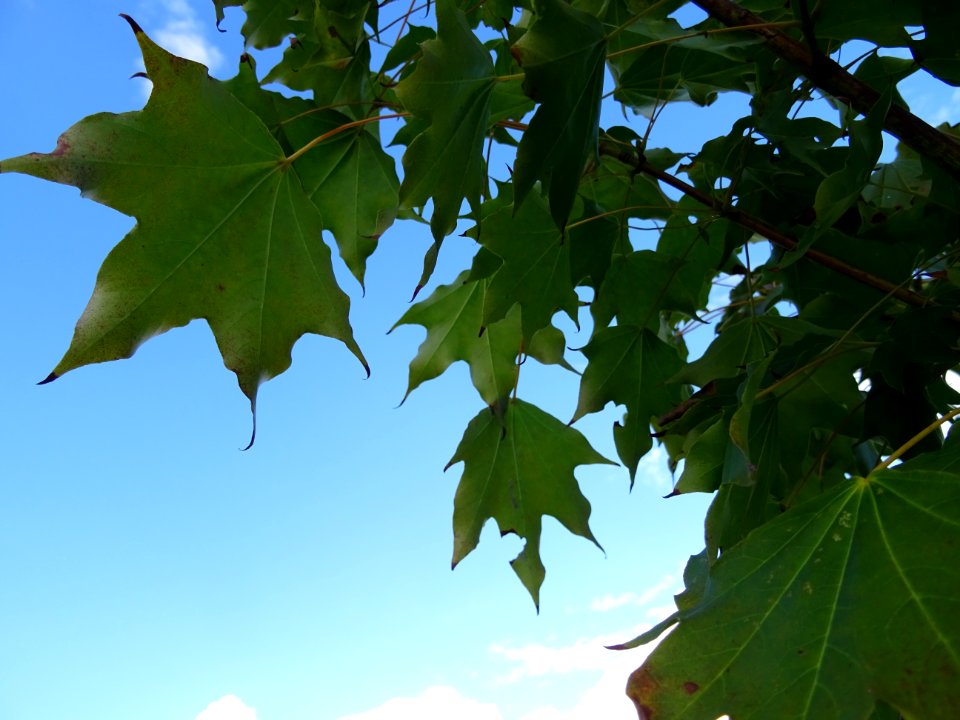 Erable de Cappadoce doré, Acer cappadocicum Aureum, Acérac… 