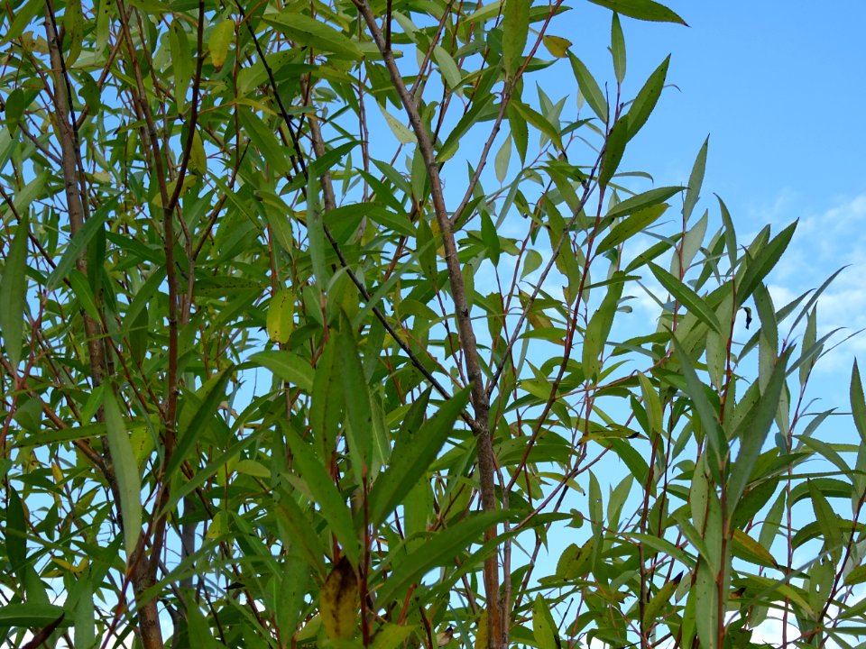 Saule pourpre ou Osier pourpre, Salix purpurea, Salicacées… 