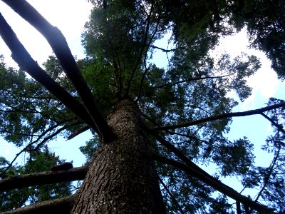 Tronc et branches du Tsuga ou Pruche, Tsuga sp, Pinacées, … 