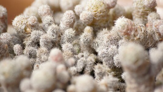 Flora nature macro