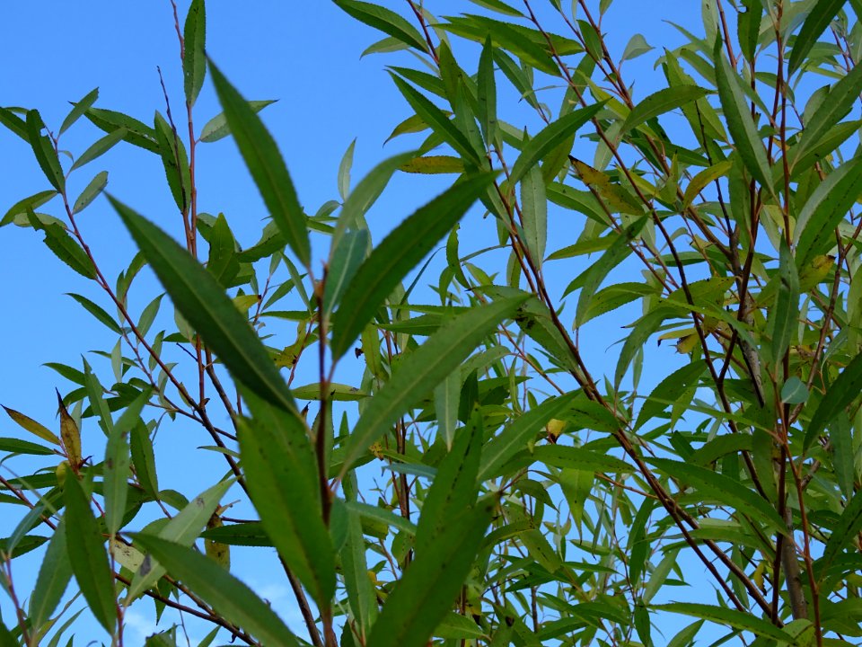 Saule pourpre ou Osier pourpre, Salix purpurea, Salicacées… 