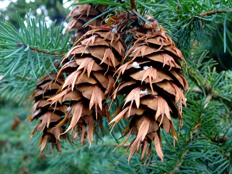 Cônes du Tsuga ou Pruche, Tsuga sp, Pinacées, Arboretum de… 