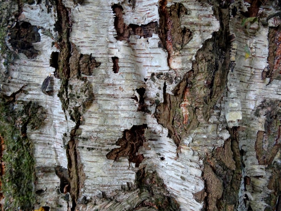 Ecorce du Bouleau alnoides, Betula alnoides, Betulacées, A… 