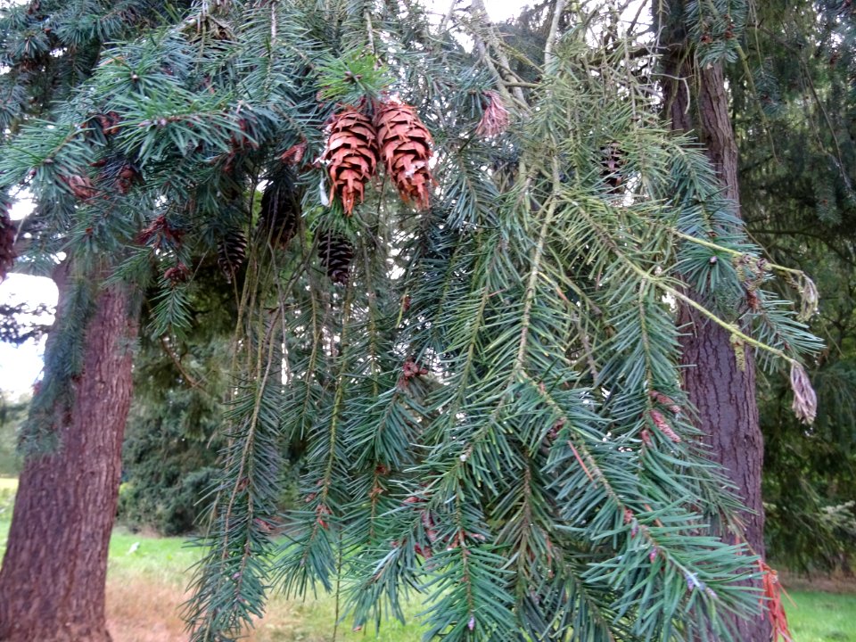 Cônes du Tsuga ou Pruche, Tsuga sp, Pinacées, Arboretum de… 