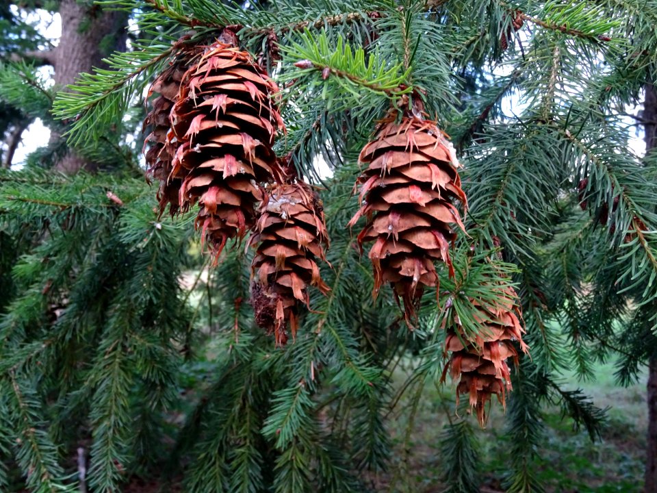 Cônes du Tsuga ou Pruche, Tsuga sp, Pinacées, Arboretum de… 