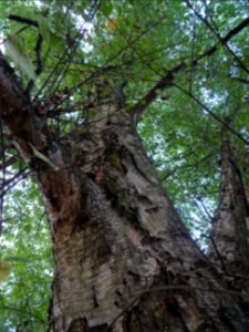 Tronc et branches du Bouleau alnoides, Betula alnoides, Be… 