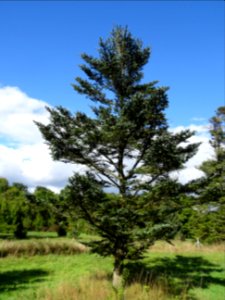 Sapin de Delavay, Abies delavayi, Pinacées, Arboretum de C… 