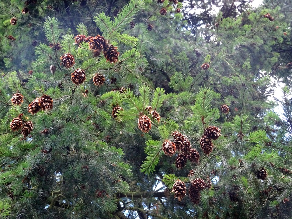 Tsuga ou Pruche, Tsuga sp, Pinacées, Arboretum de Chèvrelo… 