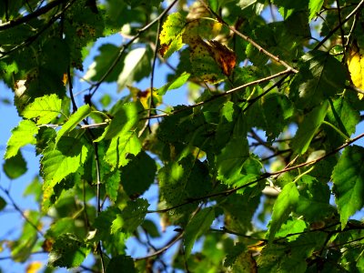 Bouleau alnoides, Betula alnoides, Betulacées, Arboretum d… 