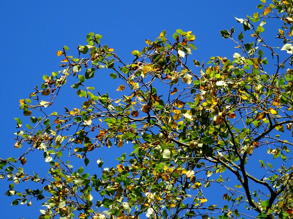Bouleau alnoides, Betula alnoides, Betulacées, Arboretum d… 