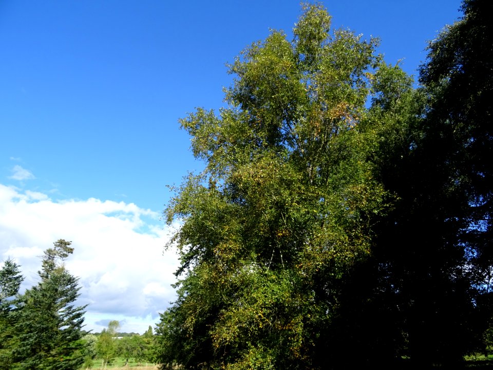 Bouleau alnoides, Betula alnoides, Betulacées, Arboretum d… 