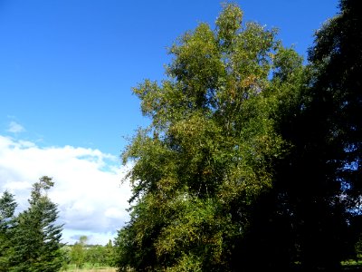 Bouleau alnoides, Betula alnoides, Betulacées, Arboretum d… 