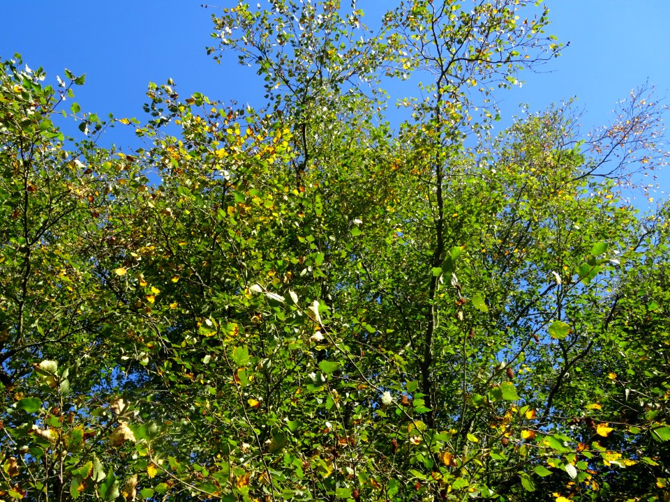 Bouleau alnoides, Betula alnoides, Betulacées, Arboretum d… 