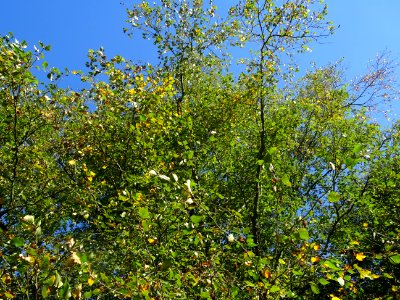Bouleau alnoides, Betula alnoides, Betulacées, Arboretum d… 