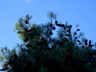 Pin d'Armand, Pinus armandii, Pinacées, Arboretum de Chèvr… 