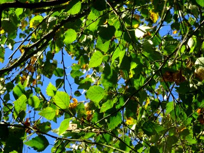 Bouleau alnoides, Betula alnoides, Betulacées, Arboretum d… 