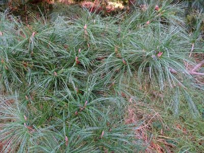 Pin d'Armand, Pinus armandii, Pinacées, Arboretum de Chèvr… 