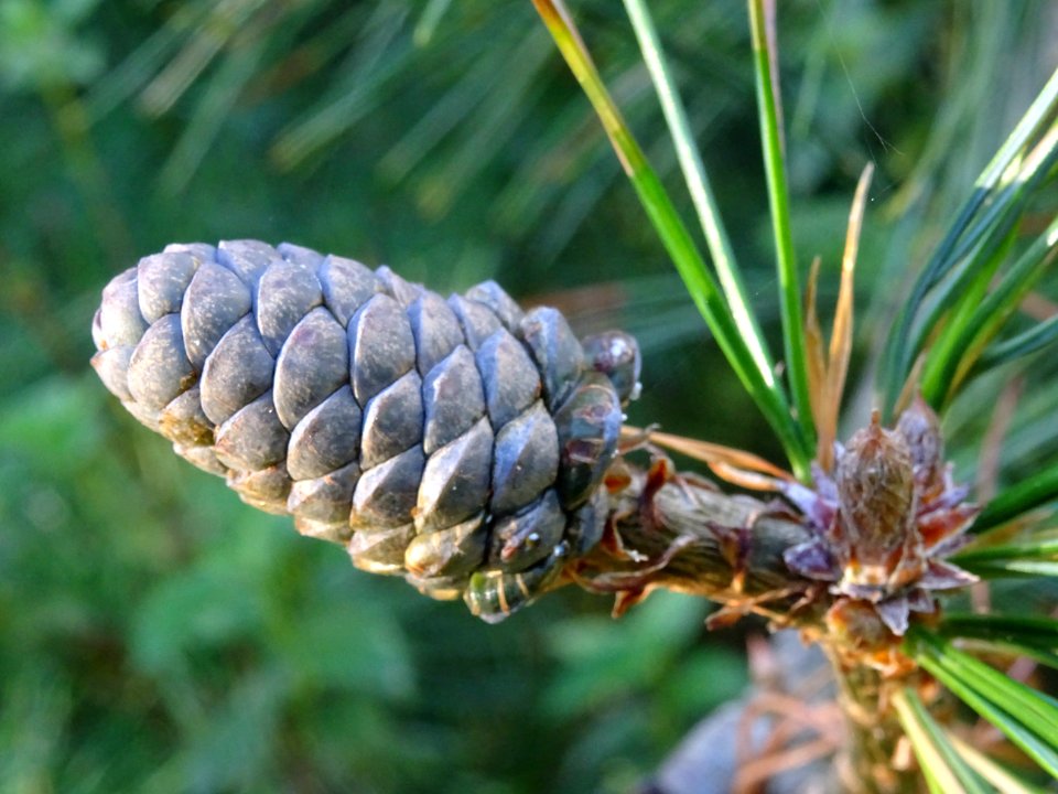 Pin d'Armand, Pinus armandii, Pinacées, Arboretum de Chèvr… 