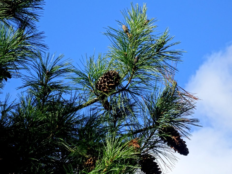 Pin d'Armand, Pinus armandii, Pinacées, Arboretum de Chèvr… 