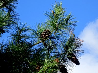 Pin d'Armand, Pinus armandii, Pinacées, Arboretum de Chèvr… 