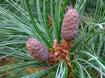 Pin d'Armand, Pinus armandii, Pinacées, Arboretum de Chèvr… 