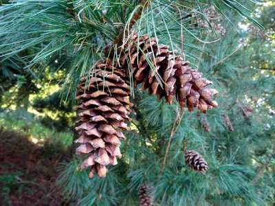 Pin d'Armand, Pinus armandii, Pinacées, Arboretum de Chèvr… 
