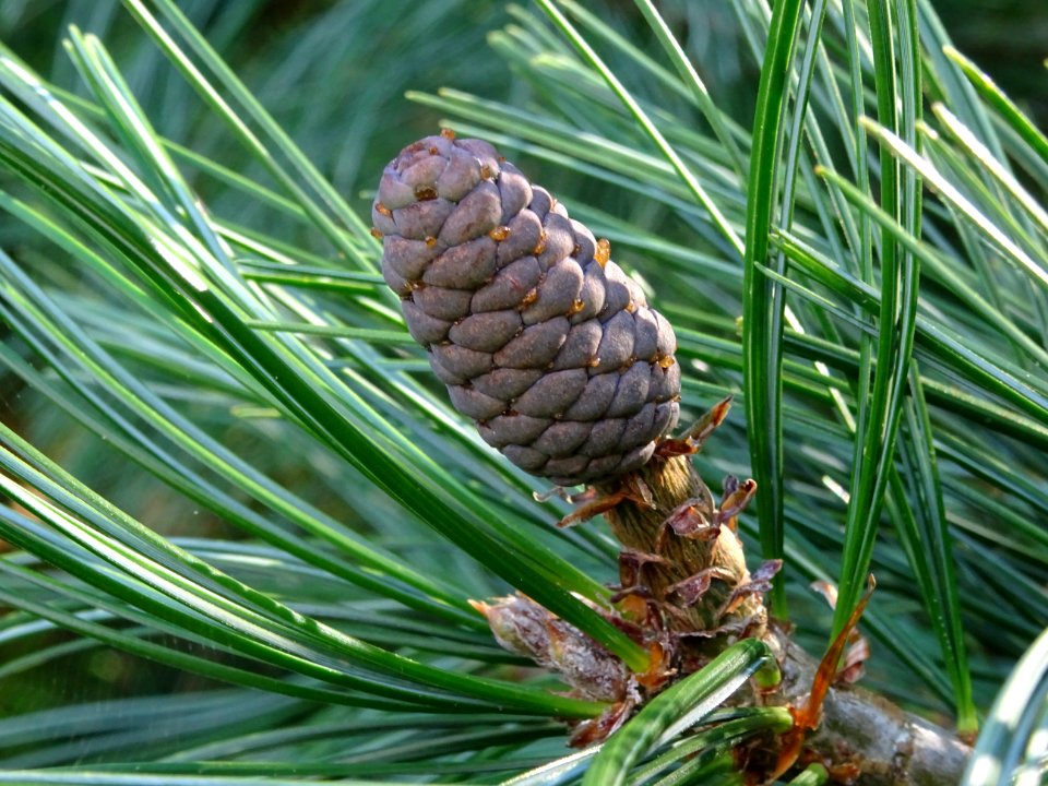 Pin d'Armand, Pinus armandii, Pinacées, Arboretum de Chèvr… 