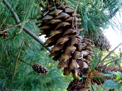 Pin d'Armand, Pinus armandii, Pinacées, Arboretum de Chèvr… 