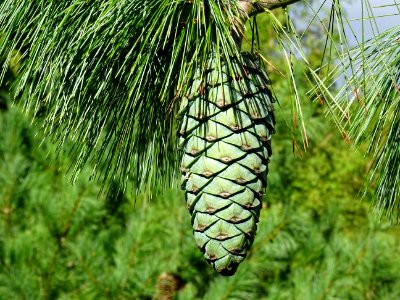 Cône du Pin d'Armand, Pinus armandii, Pinacées, Arboretum … 