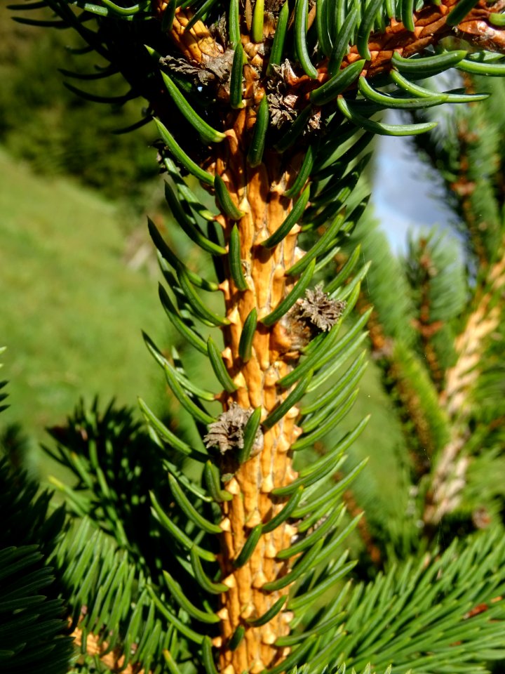 Picea aurantiaca, Picea aurantiaca, Pinacées, Arboretum de… 