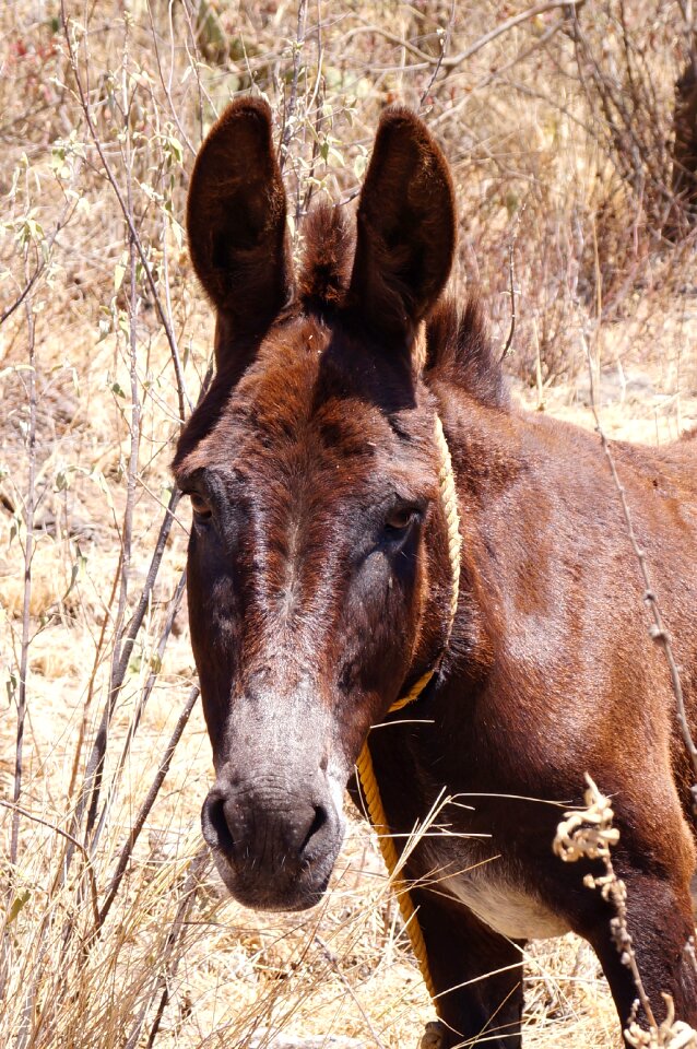 Donkey animal four legged