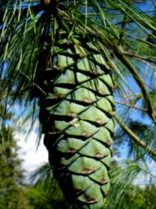 Cône du Pin d'Armand, Pinus armandii, Pinacées, Arboretum … 