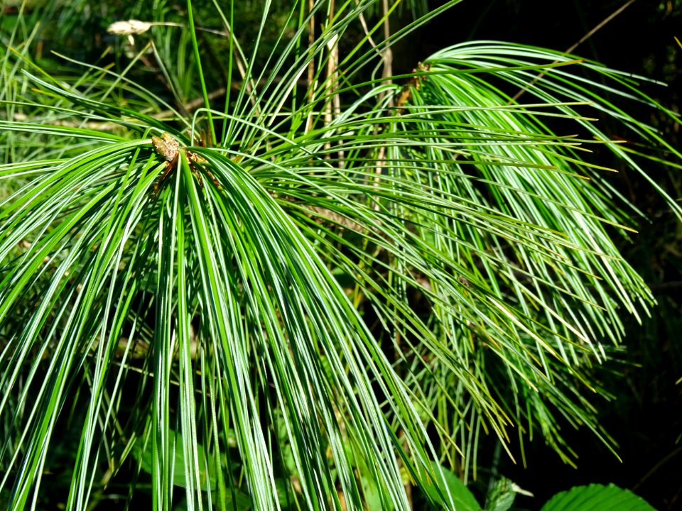 Pin d'Armand, Pinus armandii, Pinacées, Arboretum de Chèvr… 