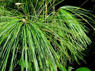 Pin d'Armand, Pinus armandii, Pinacées, Arboretum de Chèvr… 