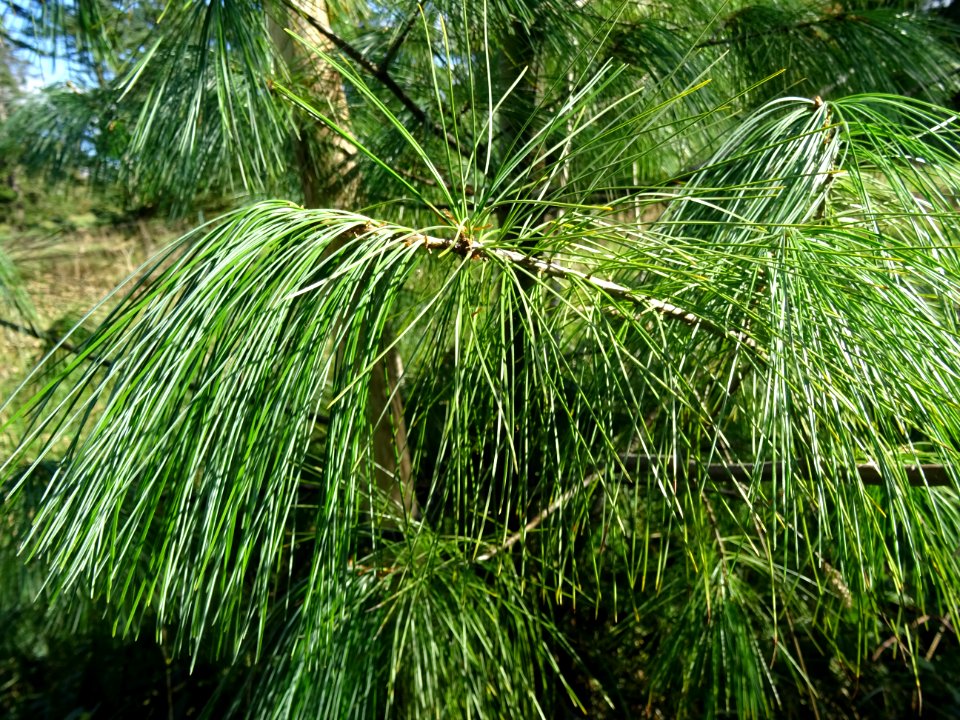 Pin d'Armand, Pinus armandii, Pinacées, Arboretum de Chèvr… 