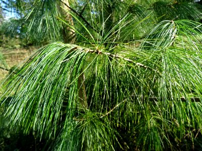 Pin d'Armand, Pinus armandii, Pinacées, Arboretum de Chèvr… 