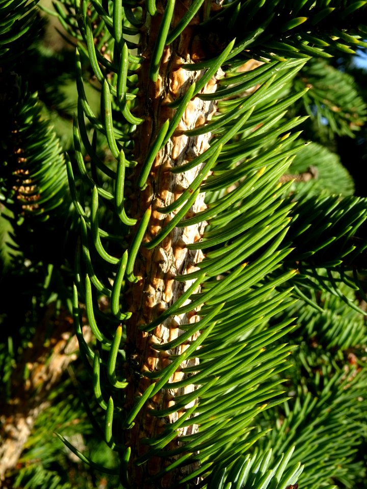 Picea aurantiaca, Picea aurantiaca, Pinacées, Arboretum de… 