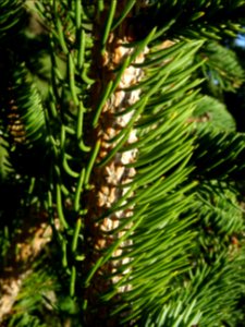 Picea aurantiaca, Picea aurantiaca, Pinacées, Arboretum de… 