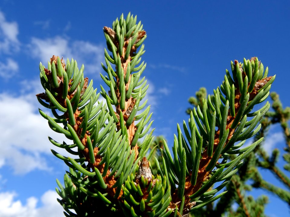 Picea aurantiaca, Picea aurantiaca, Pinacées, Arboretum de… 