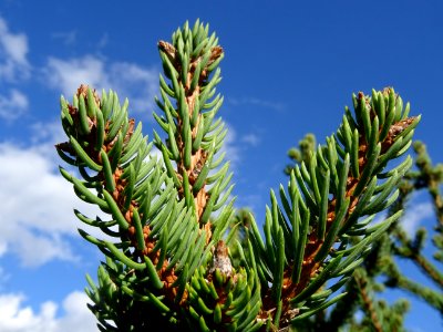 Picea aurantiaca, Picea aurantiaca, Pinacées, Arboretum de… 