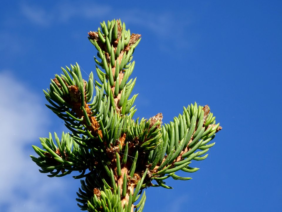 Picea aurantiaca, Picea aurantiaca, Pinacées, Arboretum de… 