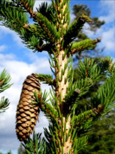 Cône femelle sec du Picea aurantiaca, Picea aurantiaca, Pi… 