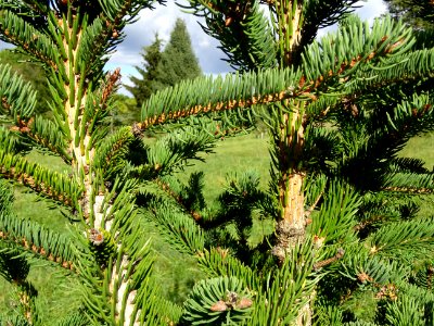 Picea aurantiaca, Picea aurantiaca, Pinacées, Arboretum de… 